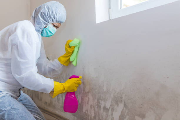 Best Black Mold Removal  in Kitty Hawk, NC