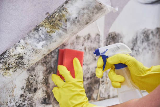 Professional Mold Inspection in Kitty Hawk, NC